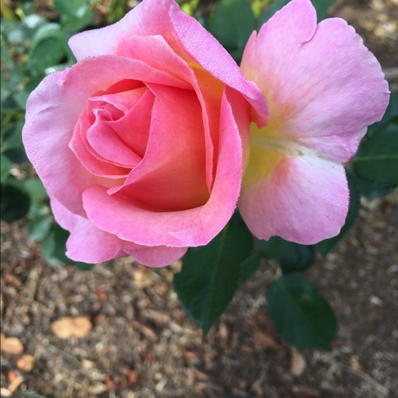 Meet your Posher, Alicia - Picture 1 of 1